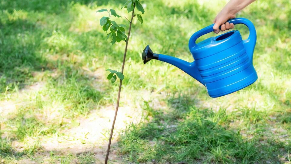 Лити воду краще не на рослину, а в лунку навколо неї
