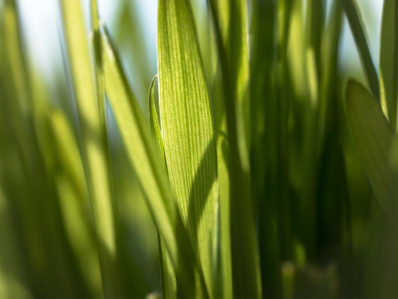 Пырей имеет твердые и острые листья, поэтому достаточно вынослив