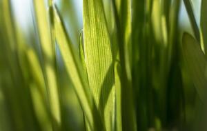 Пырей имеет твердые и острые листья, поэтому достаточно вынослив