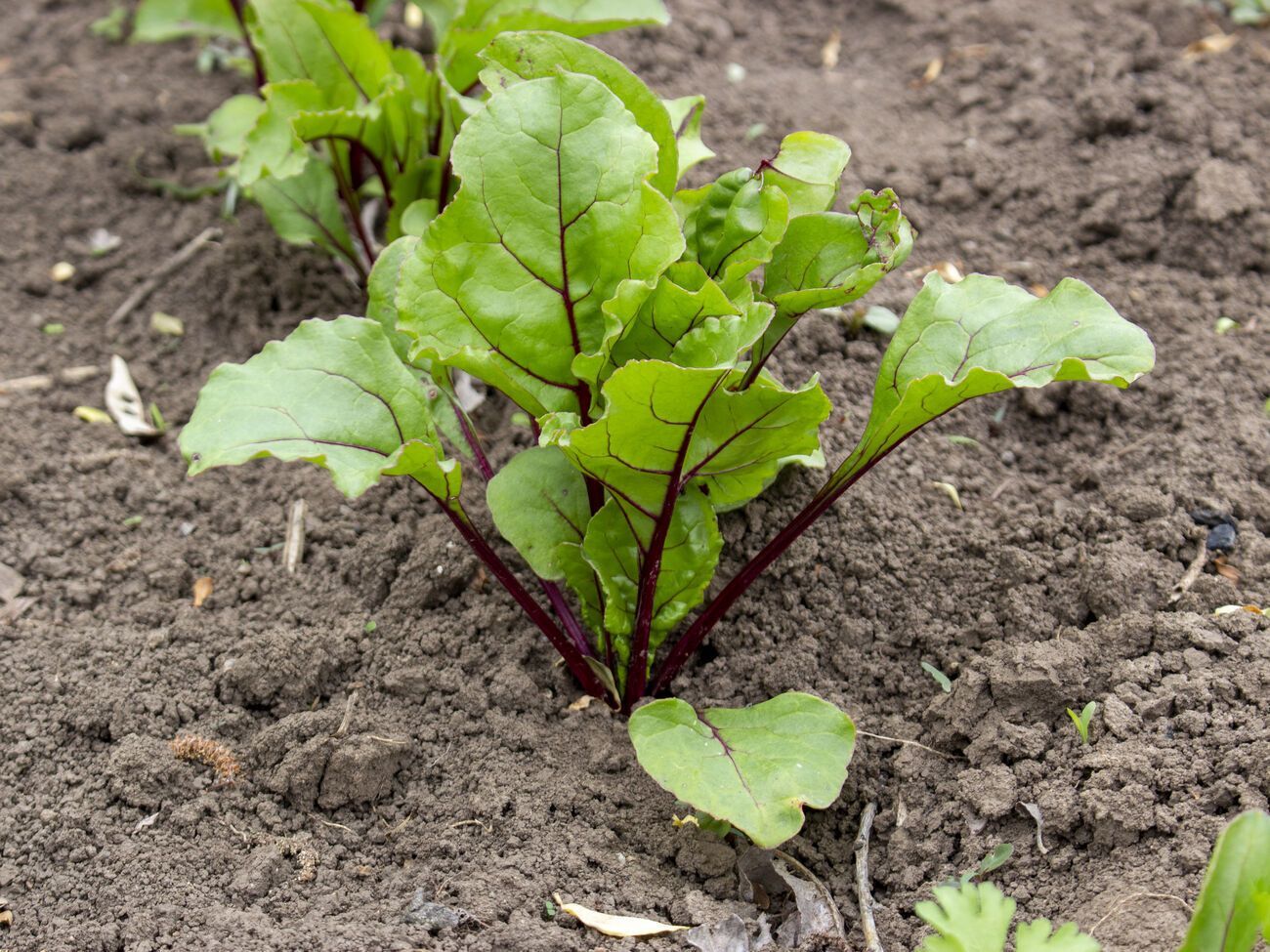 Свеклу после того, как она взошла, нужно прорывать