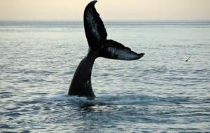 У 2018 році на "Академіку Вернадському" вчені розпочали комплексну програму дослідження китоподібних