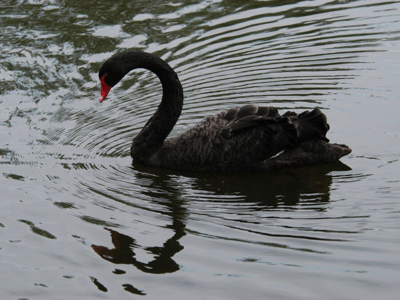 Черный лебедь&nbsp;не является перелетной птицей, но может сменить место обитания, например, если ему мешает длительный шум, отметил эколог