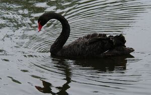 Черный лебедь не является перелетной птицей, но может сменить место обитания, например, если ему мешает длительный шум, отметил эколог
