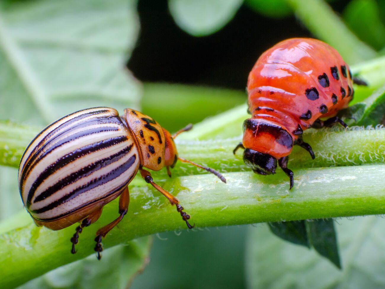 Чтобы защитить картофель от вредителей, раствором из биопрепаратов нужно тщательно обработать все листья