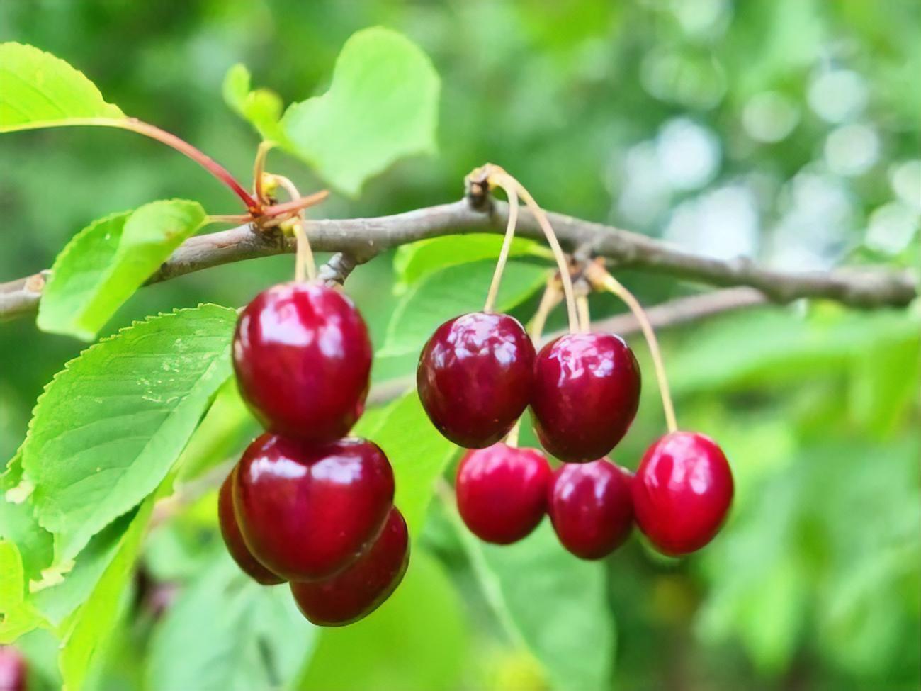 Если над черешней установить воздушного змея, птицы будут бояться подлетать к дереву