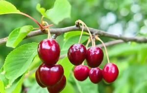 Если над черешней установить воздушного змея, птицы будут бояться подлетать к дереву