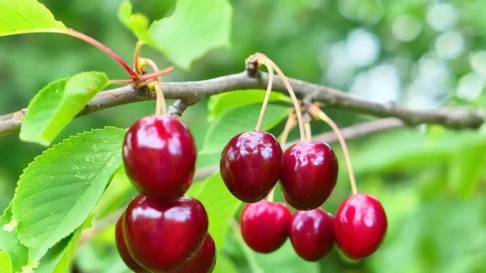 Якщо над черешнею встановити повітряного змія, птахи боятимуться підлітати до дерева