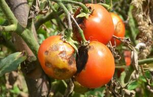 Обприскування проводять кілька разів протягом сезону