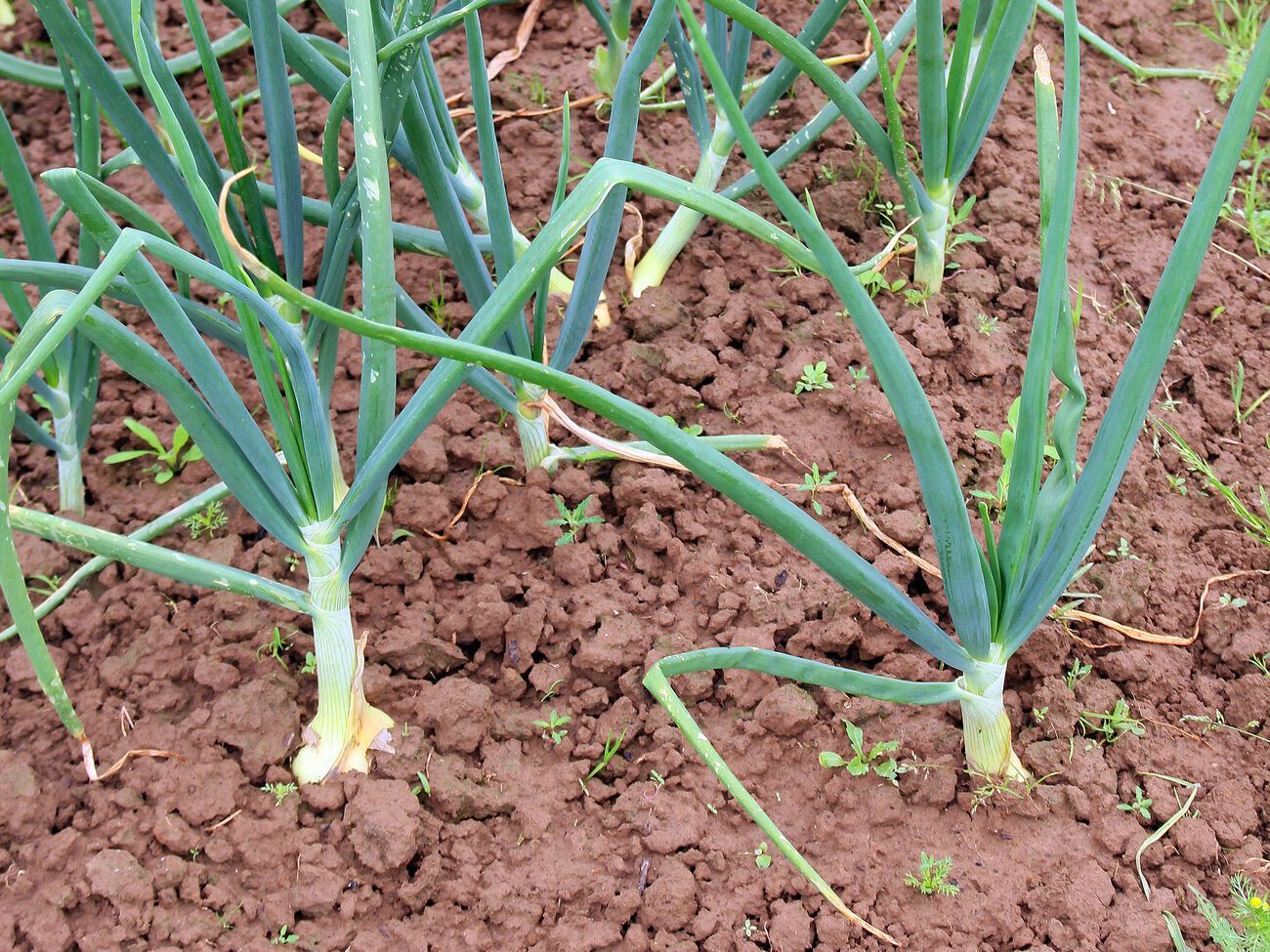 Отогнать вредителей от лука можно с помощью соли