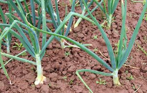 Отогнать вредителей от лука можно с помощью соли