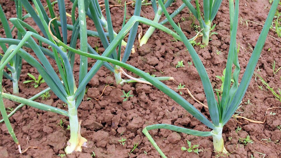 Отогнать вредителей от лука можно с помощью соли