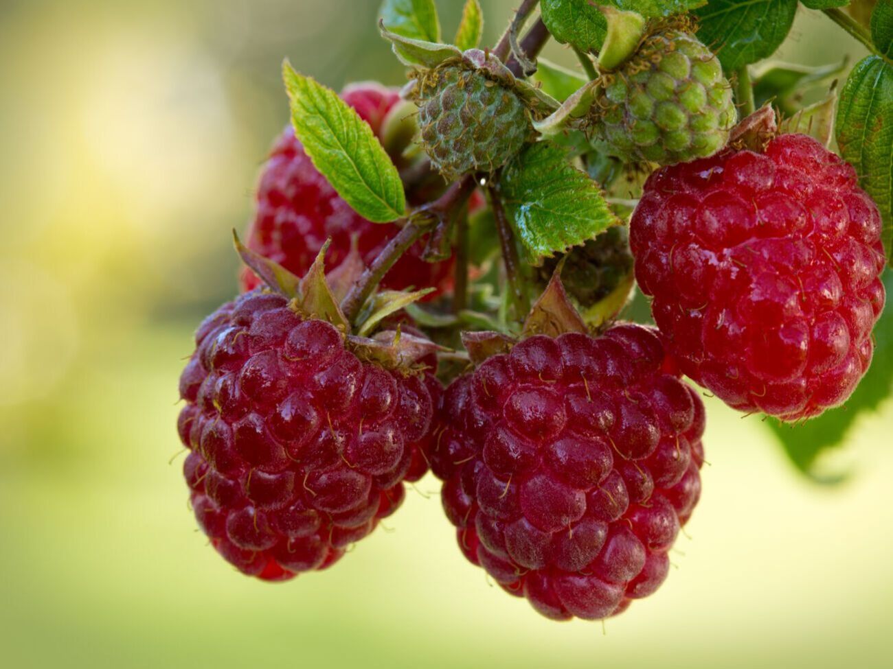 Для подкормки малины эксперты советуют использовать корни люпина