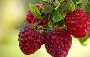 Для подкормки малины эксперты советуют использовать корни люпина