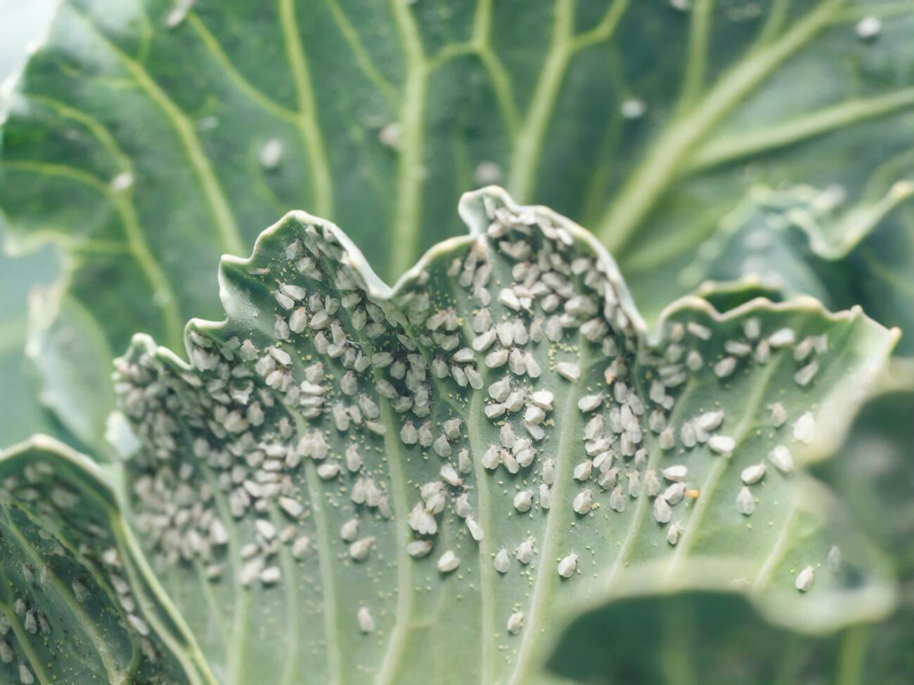 Опрыскивание капустных листьев необходимо проводить и с внешней, и с внутренней стороны