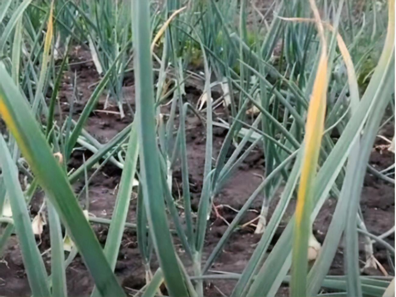 С начала июня чеснок начинает выпускать стрелку. Если упустить момент и не удалить ее, чеснок полностью останавливается в росте