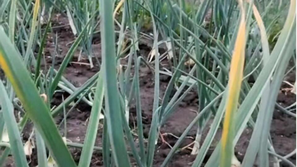 С начала июня чеснок начинает выпускать стрелку. Если упустить момент и не удалить ее, чеснок полностью останавливается в росте