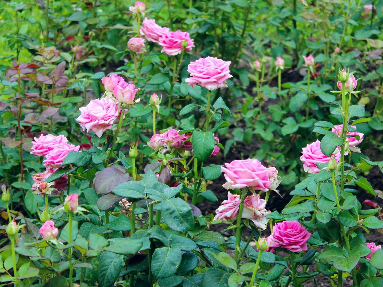 По словам экспертов, розы очень любят органику