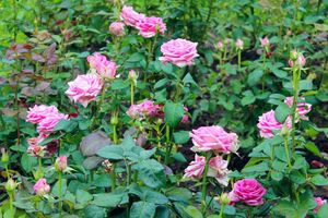 По словам экспертов, розы очень любят органику