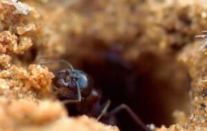 Муравьи исчезнут через два-три дня