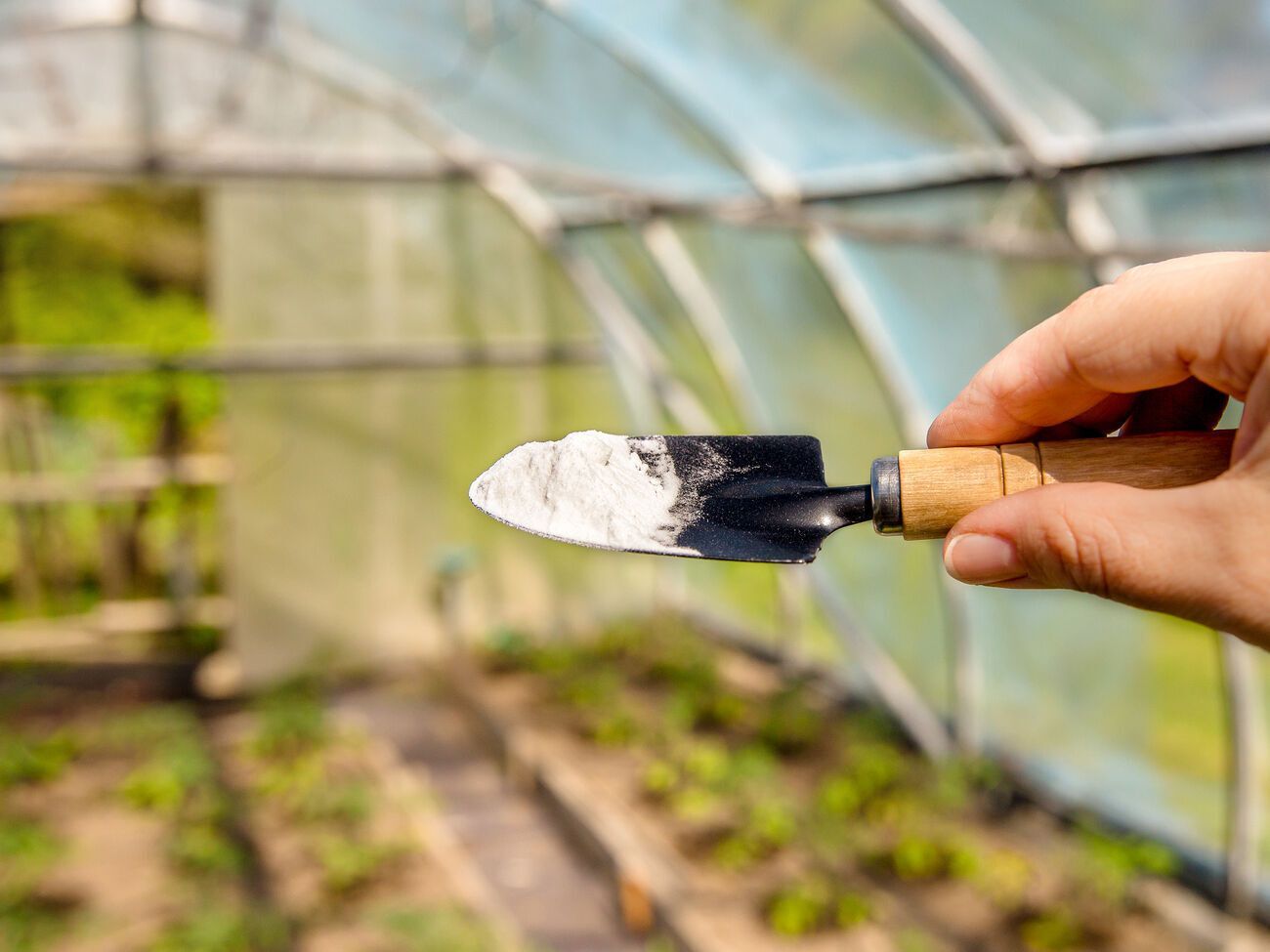 Содовым раствором растения необходимо обрабатывать каждые два дня до полного выздоровления