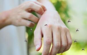 Комары чувствуют человека за несколько десятков метров