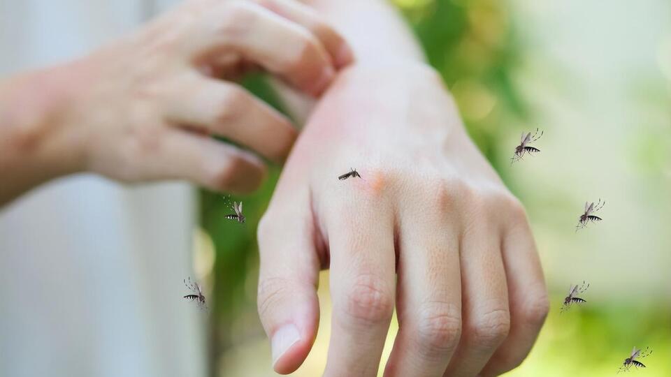 Комары чувствуют человека за несколько десятков метров