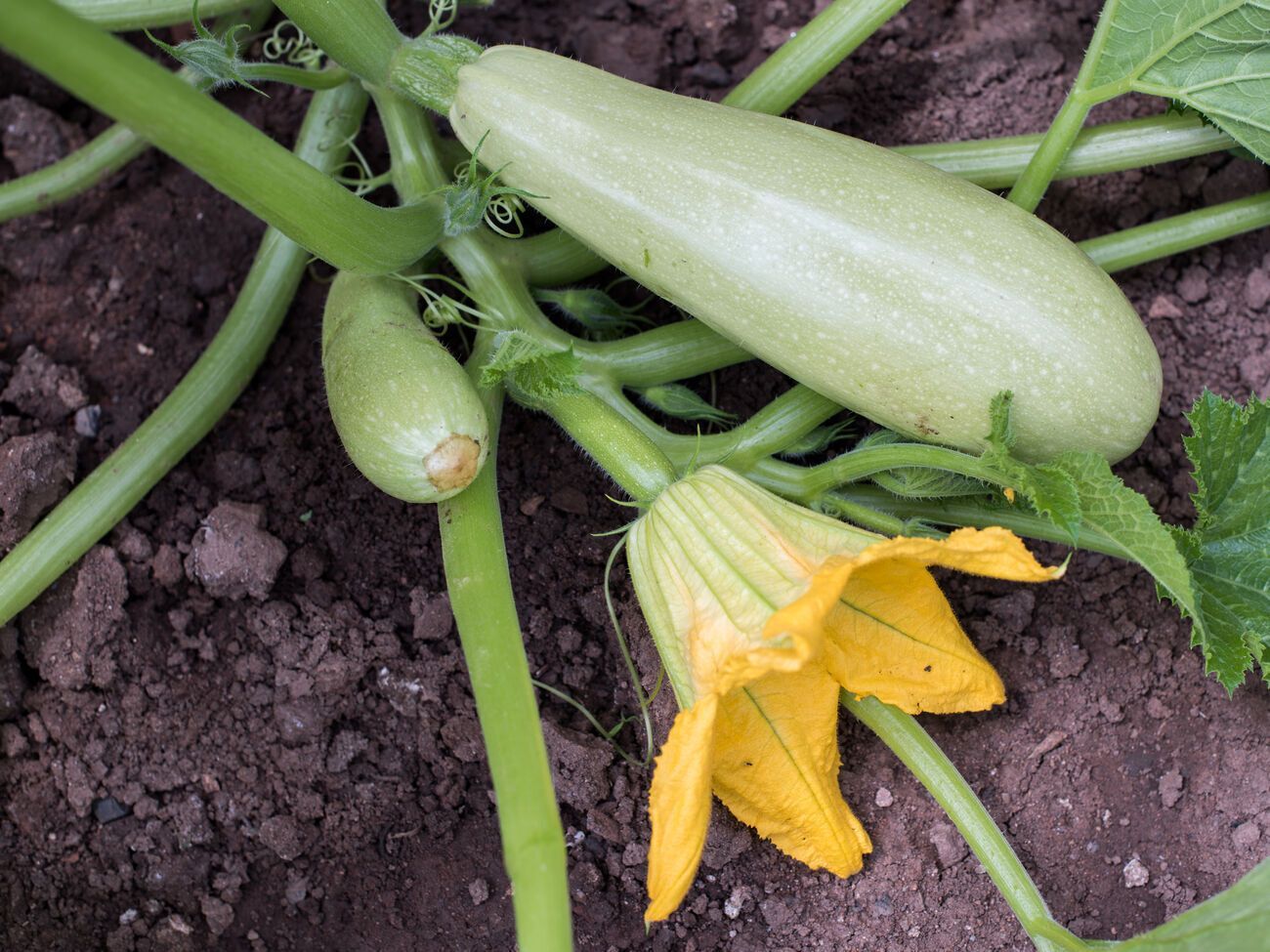 Подкармливать кабачки необходимо в том случае, если на завязавшихся плодах начинают гнить кончики