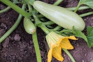 Подкармливать кабачки необходимо в том случае, если на завязавшихся плодах начинают гнить кончики