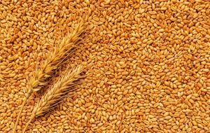 В ОВА сообщили о затоплении пшеницы в одном из хранилищ