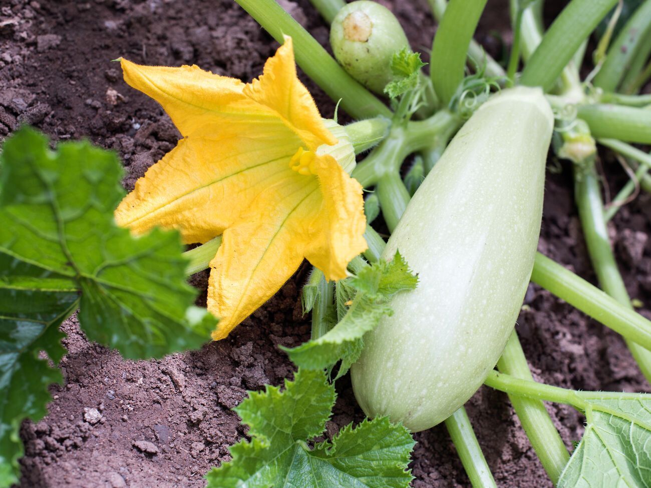 Якщо кабачкам бракуватиме поживних речовин, вони ростимуть повільно, листя стане блідим, а самі плоди будуть кривої форми і повільно дозріватимуть
