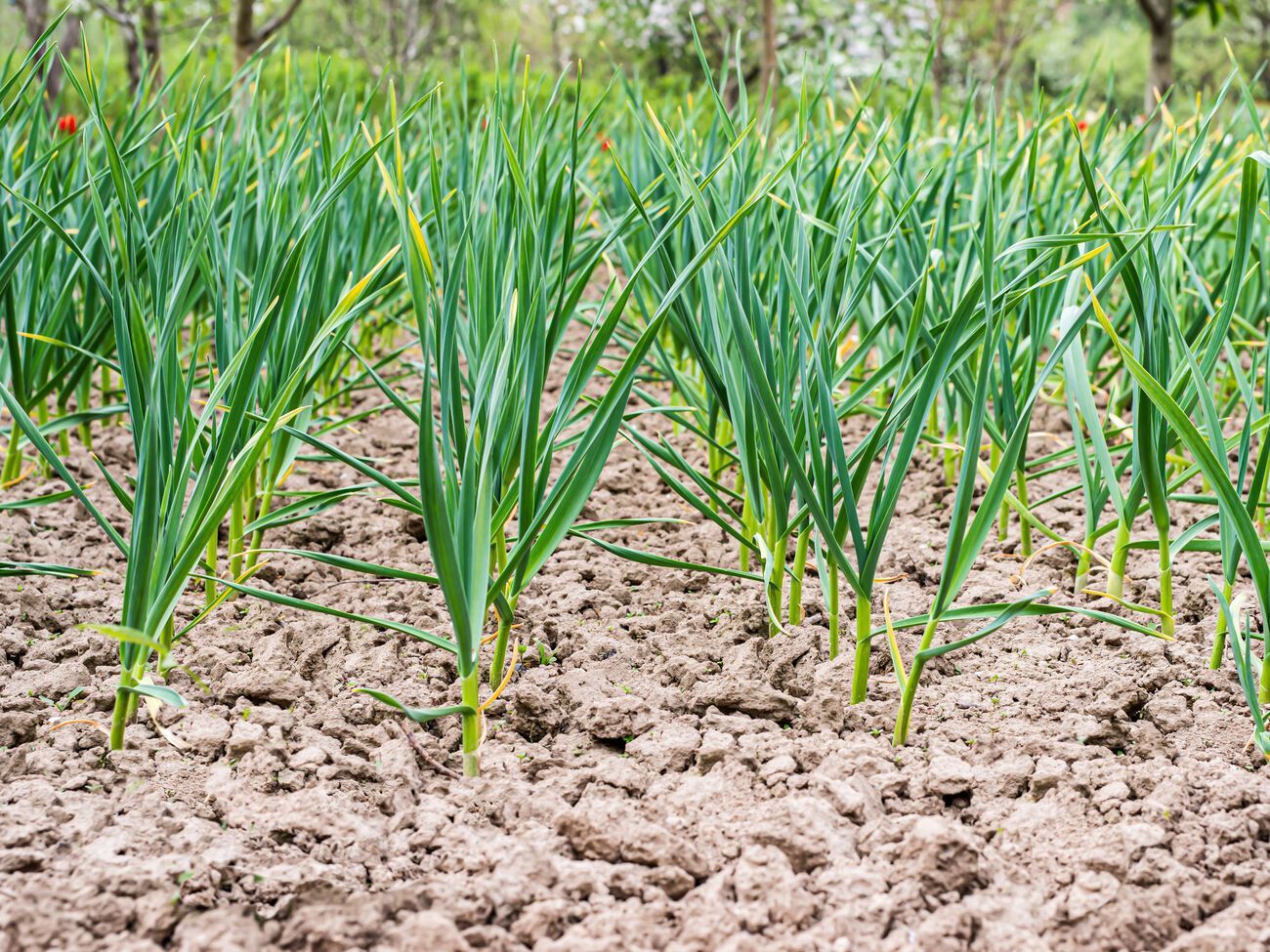 У середині червня у часнику починається новий етап&nbsp;&ndash; відтік поживних речовин у цибулину, завдяки чому вона збільшується