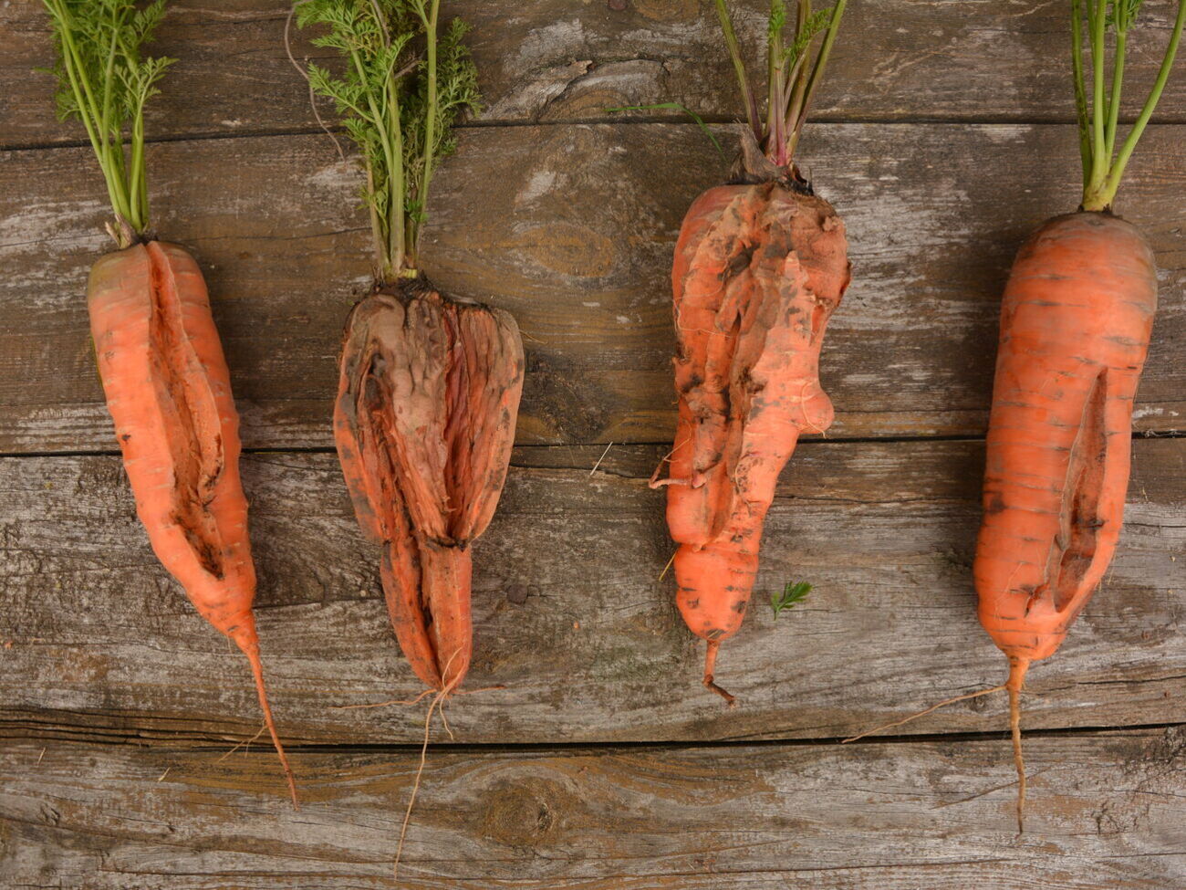 Причиною того, що морква переплітається між собою або має деформовану форму, може бути кам'янистий ґрунт, брак простору між рослинами і брак вологи