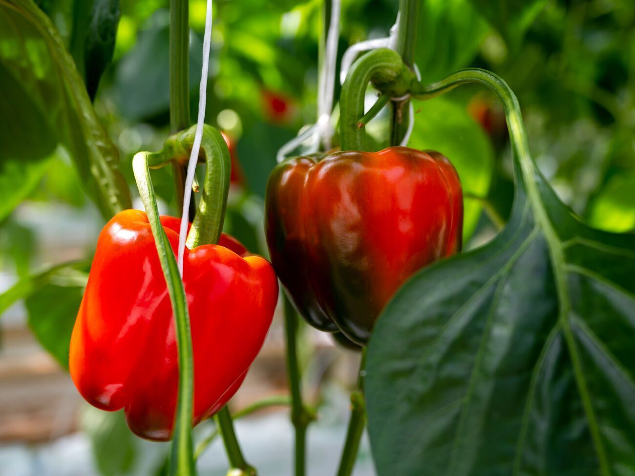 Поливать растения удобрением необходимо под корень