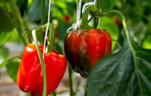 Поливать растения удобрением необходимо под корень