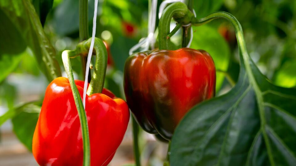 Поливати рослини добривом необхідно під корінь