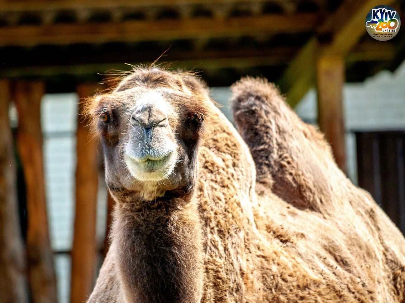 У Київському зоопарку почався сезон виведення молодняку. Фоторепортаж