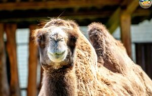 У Київському зоопарку почався сезон виведення молодняку. Фоторепортаж