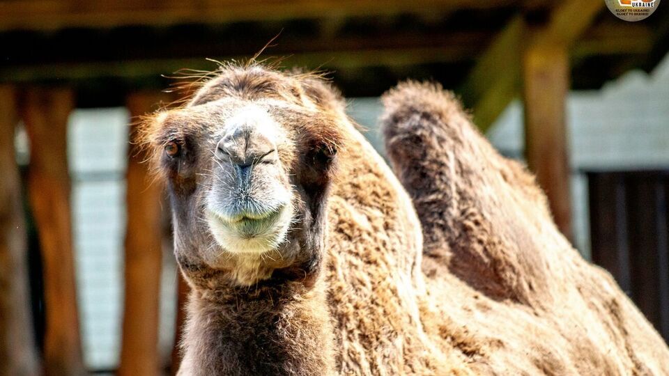 У Київському зоопарку почався сезон виведення молодняку. Фоторепортаж