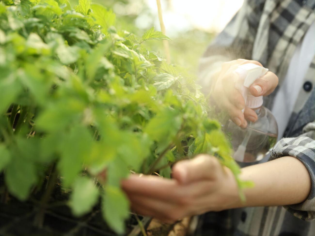 Обприскувати томати потрібно рясно