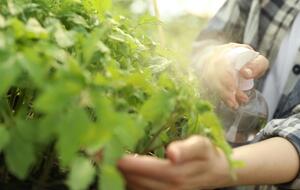 Обприскувати томати потрібно рясно
