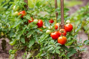 Пасынкование требуется преобладающему большинству сортов томатов