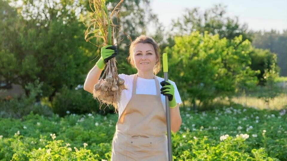 Чеснок будет хорошо храниться при правильной обработке