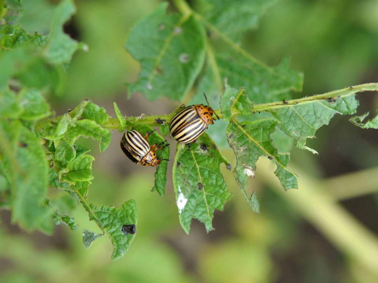 Обрабатывать картофель для защиты от колорадского жука необходимо при&nbsp;&nbsp;температуре не выше 25 &deg;С