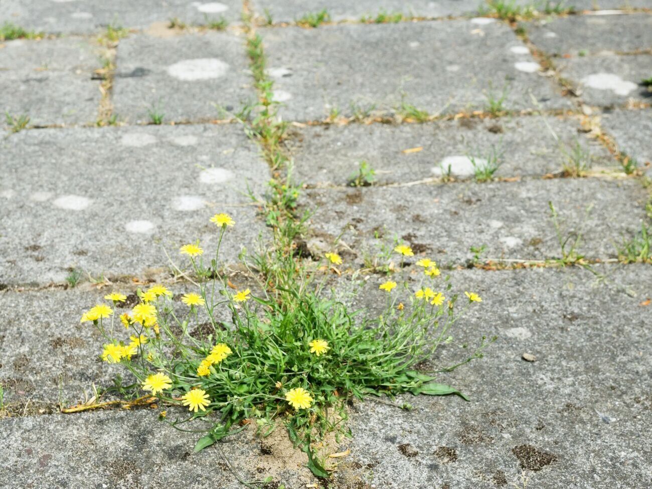 Раствор необходимо наносить непосредственно на листья сорняков