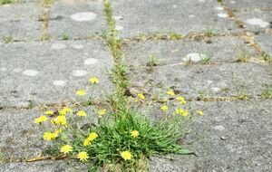 Раствор необходимо наносить непосредственно на листья сорняков