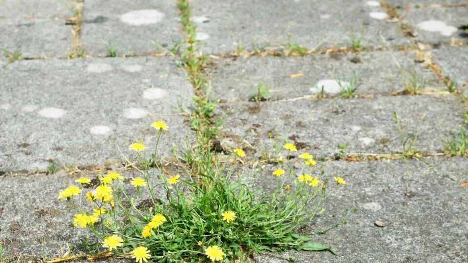 Раствор необходимо наносить непосредственно на листья сорняков