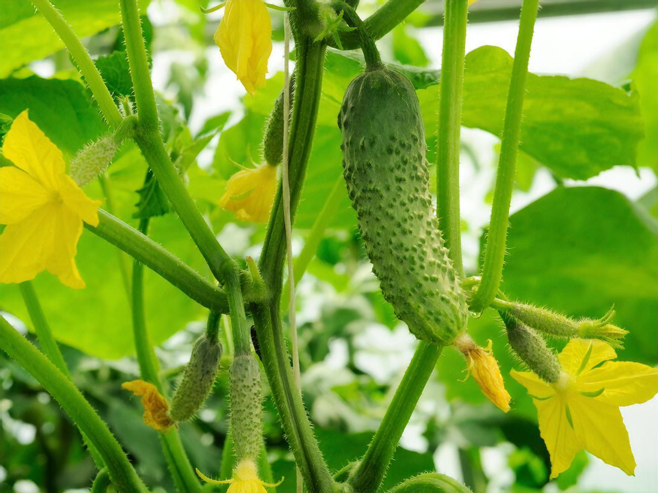 Хороший урожай приносят здоровые растения