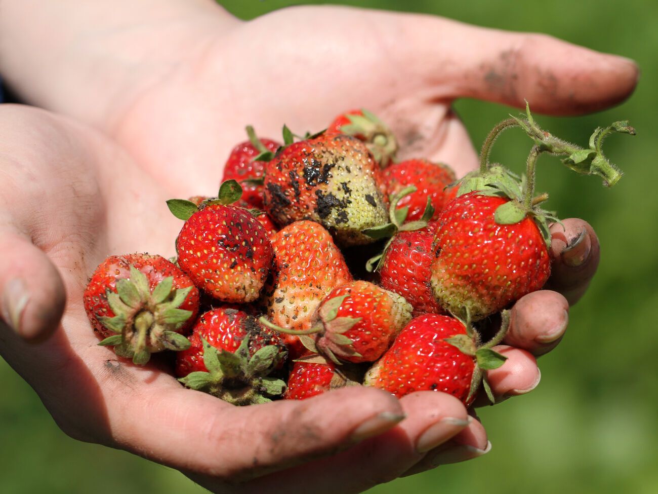 Полуниця з грядки, особливо після дощу, може бути дуже брудною