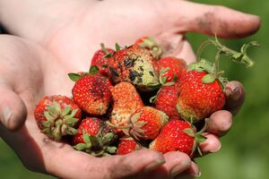 Полуниця з грядки, особливо після дощу, може бути дуже брудною