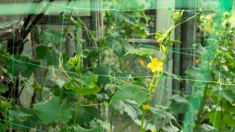 Подкормки насытят огурцы азотом